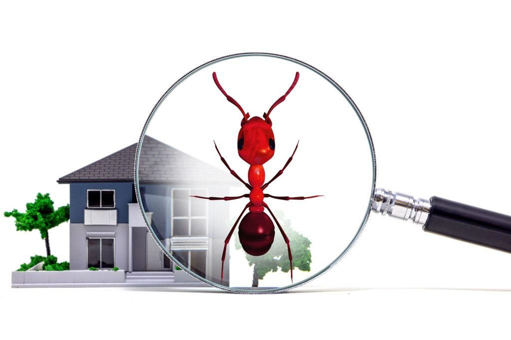 pest control services near me